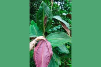 Planted in 1937, this tree now unleashes 8.9M seeds threatening rainforests