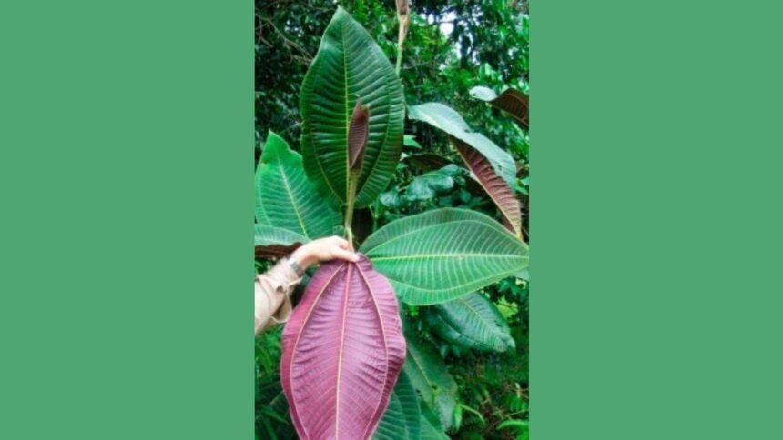 Planted in 1937, this tree now unleashes 8.9M seeds threatening rainforests