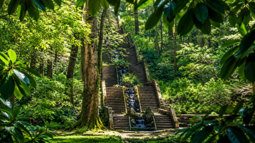 Portugal's ancient Bussaco National Forest has become the Iberian Peninsula's first therapeutic forest, and the reason goes b