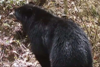 Rare Andean Bear reappears in Bolivia; camera captures it wading into Parapeti river