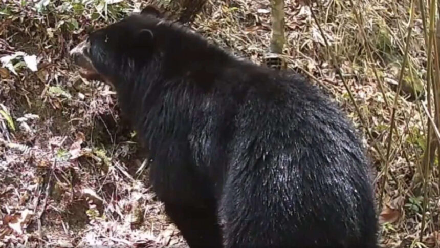 Rare Andean Bear reappears in Bolivia; camera captures it wading into Parapeti river