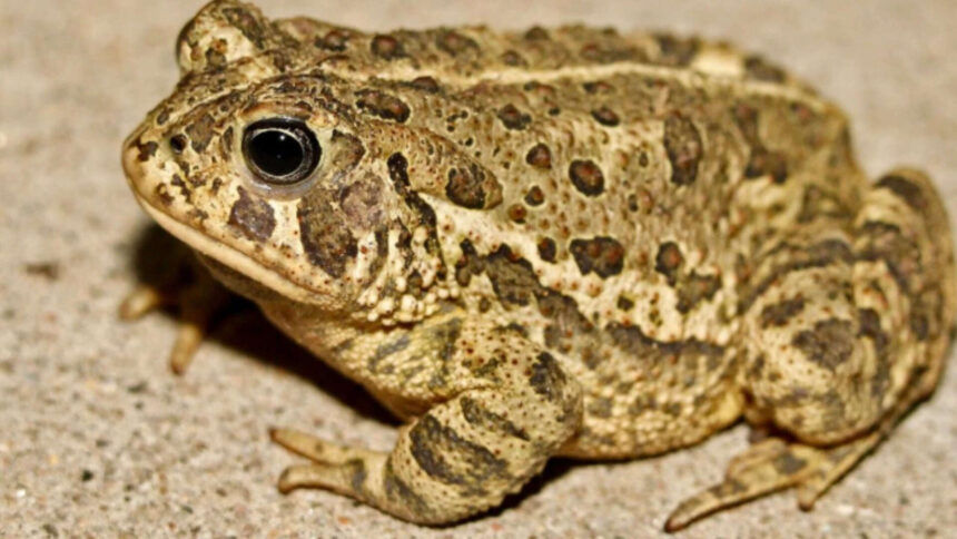 Rare Woodhouse's Toad returns after 65 years, caught calling for a mate