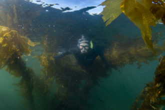Researchers mapped 5,600km of Canada’s coast using 170 years of records; kelp persistence reached...