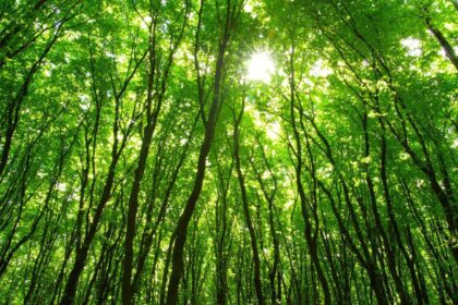 Researchers studied 1,561 forest plots across 10 tropical countries; non-native trees formed 28% of stems in young moist fore