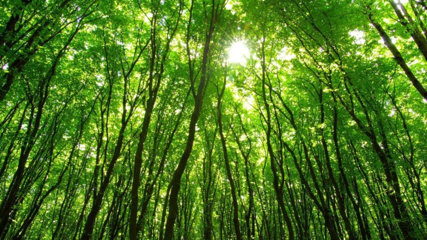 Researchers studied 1,561 forest plots across 10 tropical countries; non-native trees formed 28% of stems in young moist fore