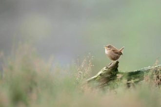 Researchers used AI to study more than 116,000 birdsong recordings from over 3,000 species and discovered that despite their
