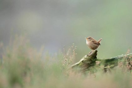 Researchers used AI to study more than 116,000 birdsong recordings from over 3,000 species and discovered that despite their