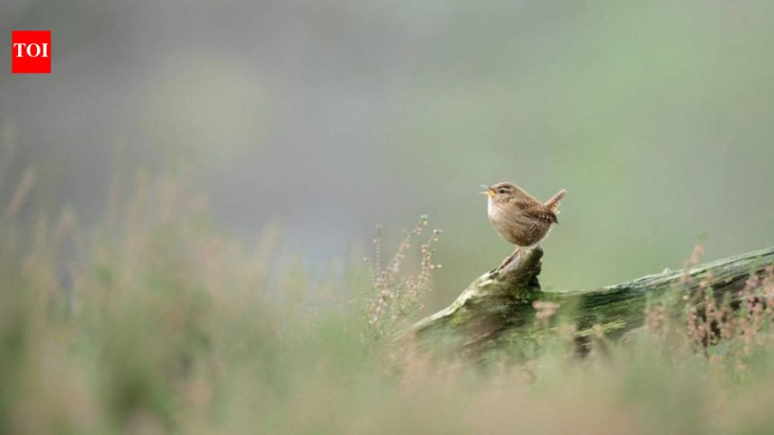 Researchers used AI to study more than 116,000 birdsong recordings from over 3,000 species and discovered that despite their