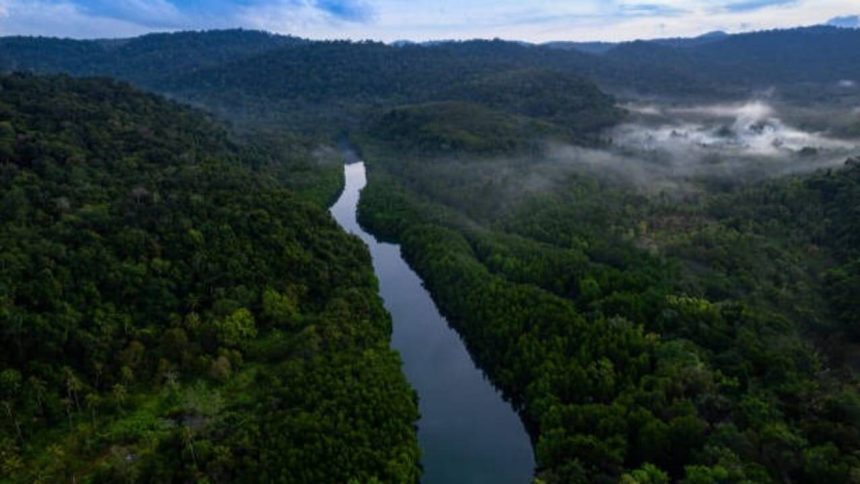 Rising heat leaves 57 million hectares of tropical forests unable to photosynthesise efficiently: Study