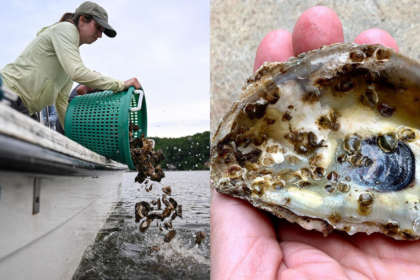Scientists are planting 30 million oysters in the Chesapeake Bay to restore water quality and marine life in one of America's