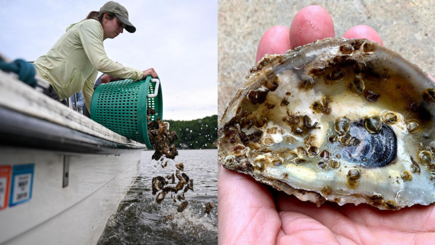 Scientists are planting 30 million oysters in the Chesapeake Bay to restore water quality and marine life in one of America's