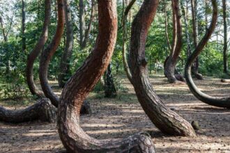 Scientists are racing to solve the mystery of Poland’s 90-year-old Crooked Forest before its bizarre C-shaped pine trees di