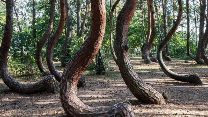Scientists are racing to solve the mystery of Poland’s 90-year-old Crooked Forest before its bizarre C-shaped pine trees di