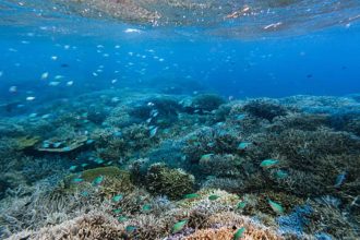 Scientists are turning seawater into a ‘blood test’ that could reveal coral reef damage before it becomes visible