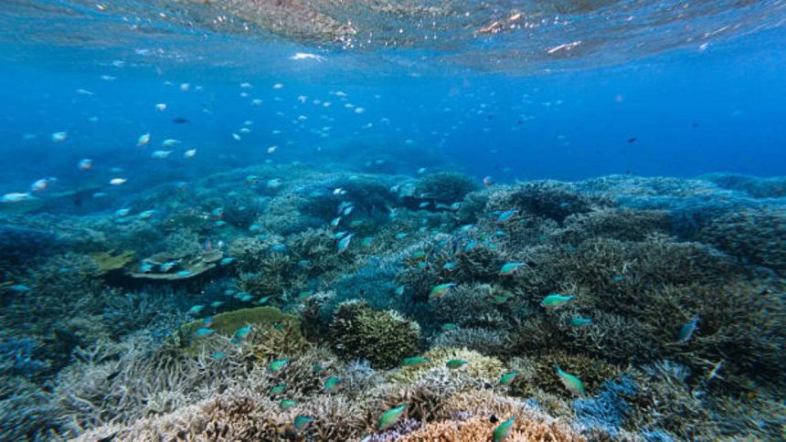 Scientists are turning seawater into a ‘blood test’ that could reveal coral reef damage before it becomes visible