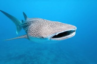 Scientists attach cameras to whale sharks, capturing how the world’s biggest fish hunts like never before