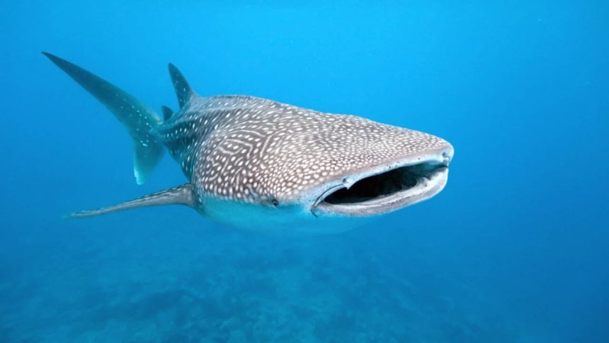 Scientists attach cameras to whale sharks, capturing how the world’s biggest fish hunts like never before