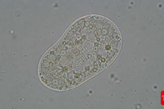 Scientists create 'life': All about the SpudCell - why it matters & where it falls short