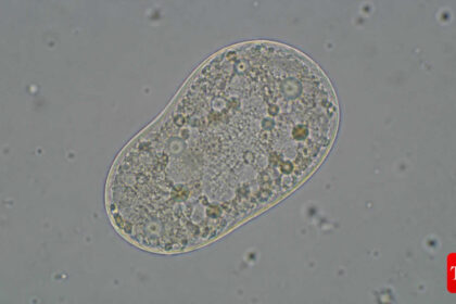 Scientists create 'life': All about the SpudCell - why it matters & where it falls short