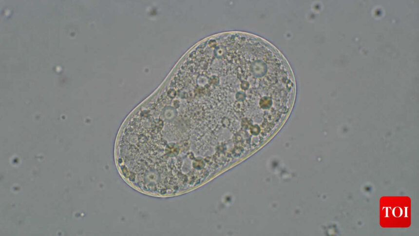 Scientists create 'life': All about the SpudCell - why it matters & where it falls short