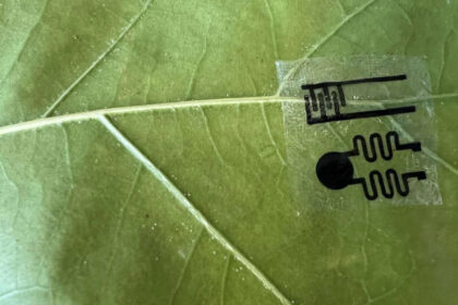 Scientists create smartwatch-like plant wearables that let farmers monitor crops in real time, detecting drought, disease and