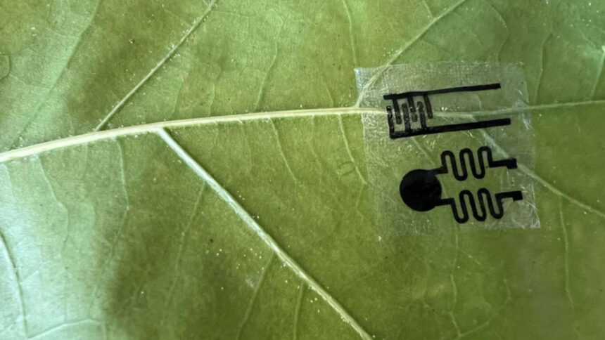 Scientists create smartwatch-like plant wearables that let farmers monitor crops in real time, detecting drought, disease and