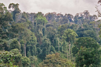Scientists cut climbing vines from a damaged Borneo forest. Its canopy then grew three times faster