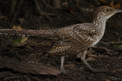 Scientists discover 149-million-year-old world's smallest long-tailed bird fossil revealing how modern birds evolved