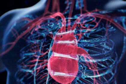 Scientists discover a surprising 'brain' hidden inside the heart