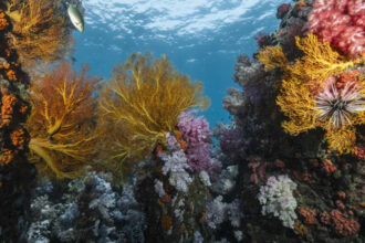 Scientists discover heat-resistant coral reefs across 71 countries that could help protect oceans