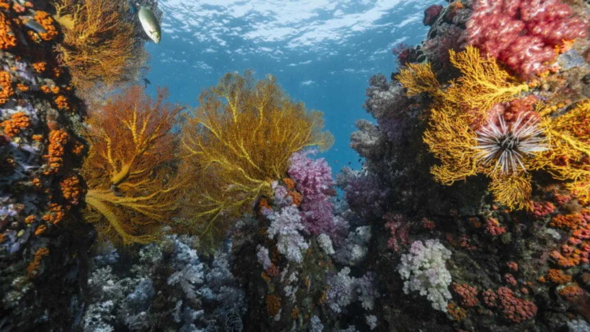 Scientists discover heat-resistant coral reefs across 71 countries that could help protect oceans