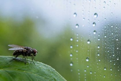 Scientists discover humidity may help control insects' biological clocks, not just light and temperature