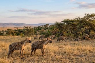 Scientists discover hyenas have a secret language of facial expressions and sounds that helps prevent fights from turning dea