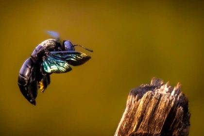 Scientists exposed bumblebees to low doses of a modern pesticide; the bees survived, but genes linked to producing the next g