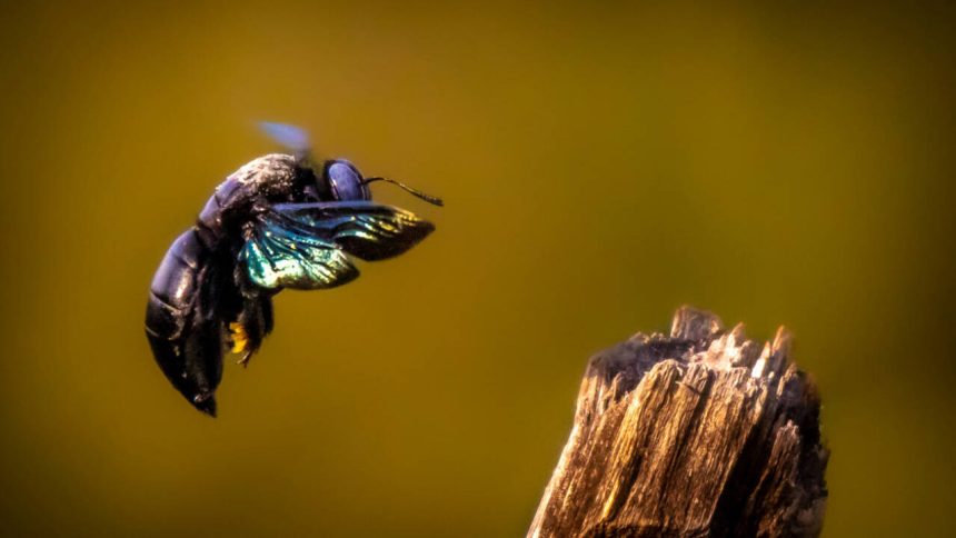 Scientists exposed bumblebees to low doses of a modern pesticide; the bees survived, but genes linked to producing the next g
