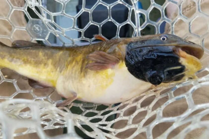 Scientists find 30% of catfish population in Vermont lake affected by a transmissible cancer