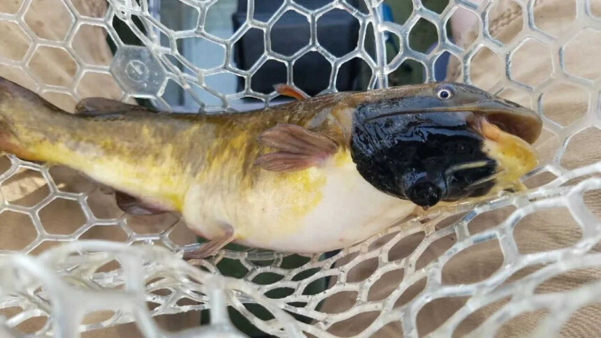 Scientists find 30% of catfish population in Vermont lake affected by a transmissible cancer