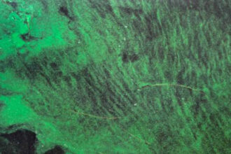 Scientists find toxins from Florida's toxic algae blooms travel through air, raise risk of ALS