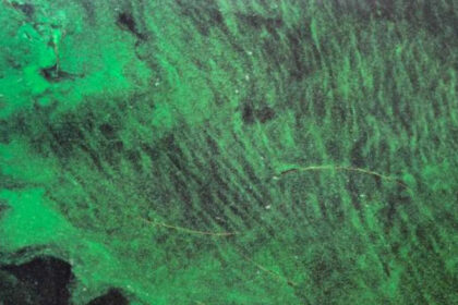 Scientists find toxins from Florida's toxic algae blooms travel through air, raise risk of ALS