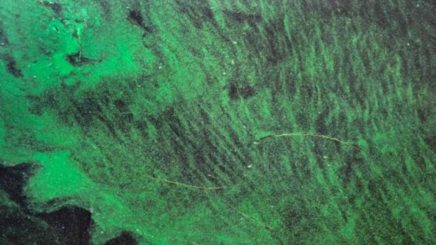 Scientists find toxins from Florida's toxic algae blooms travel through air, raise risk of ALS
