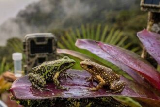 Scientists find two tiny frogs living together in a misty Peruvian forest above 3,000 metres
