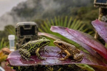 Scientists find two tiny frogs living together in a misty Peruvian forest above 3,000 metres