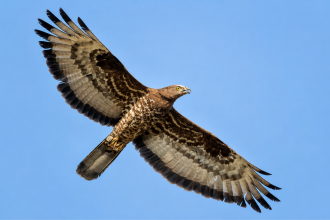 Scientists fitted a European honey buzzard with a GPS tracker. The bird flew for 42 days, covering more than 10,000 km from S