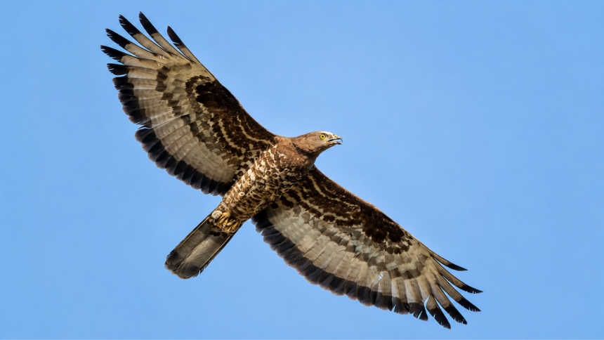 Scientists fitted a European honey buzzard with a GPS tracker. The bird flew for 42 days, covering more than 10,000 km from S