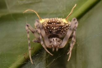 Scientists found a spider in the Amazon that looks like a parasitic fungus so perfectly they first mistook it for a mushroom