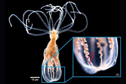 Scientists found an anemone that can distinguish helpful bacteria from harmful bacteria without...