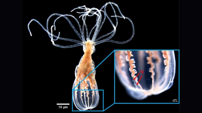 Scientists found an anemone that can distinguish helpful bacteria from harmful bacteria without...