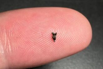 Scientists found ancient teeth smaller than a fingertip; they are rewriting early primate history