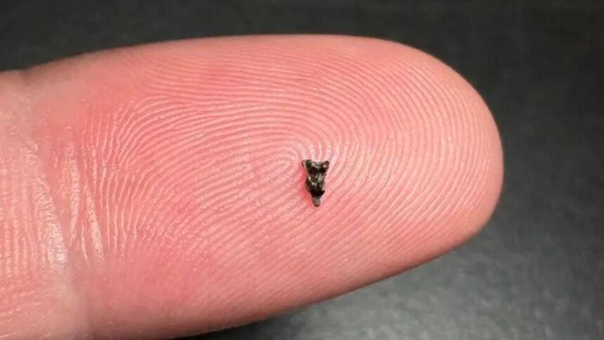 Scientists found ancient teeth smaller than a fingertip; they are rewriting early primate history