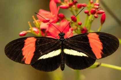 Scientists found tropical butterflies that can live nearly a year and show little sign of ageing; here’s why they may matte